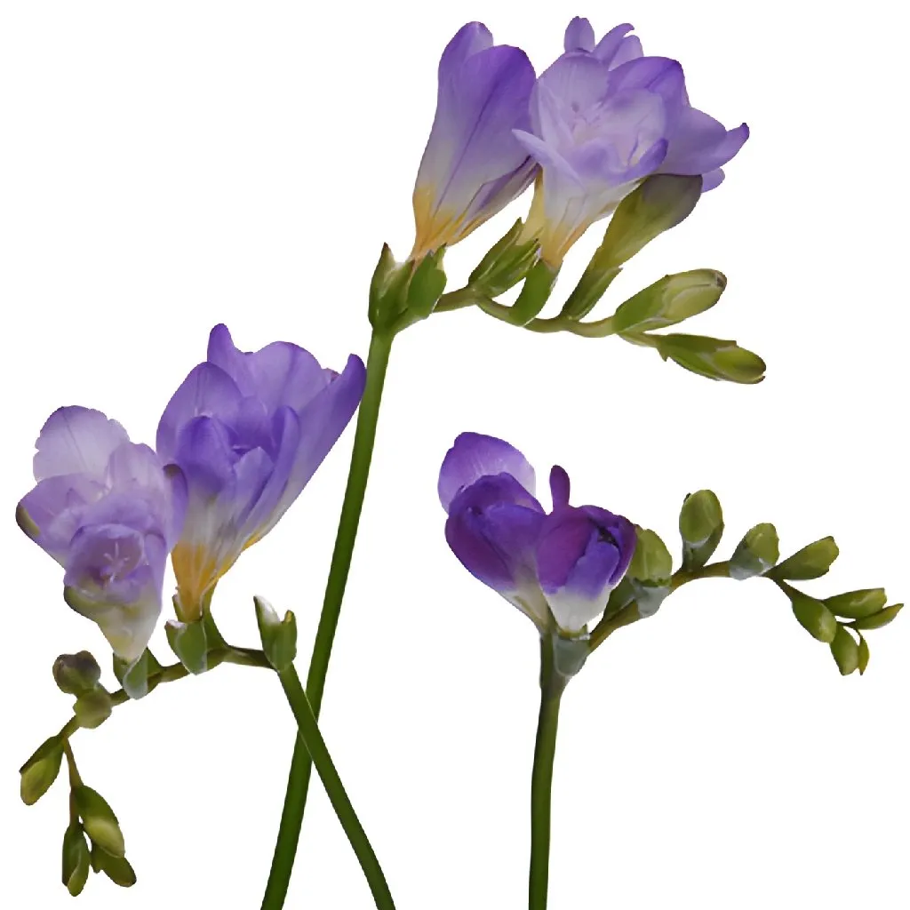 Grape Designer Freesia Flower